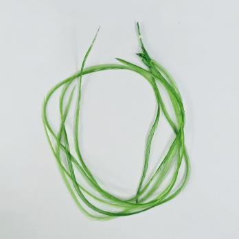 Перо петуха WHITING Green -5шт.